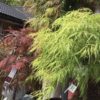 Acer palmatum 'Dissectum' Japansk viftelønn