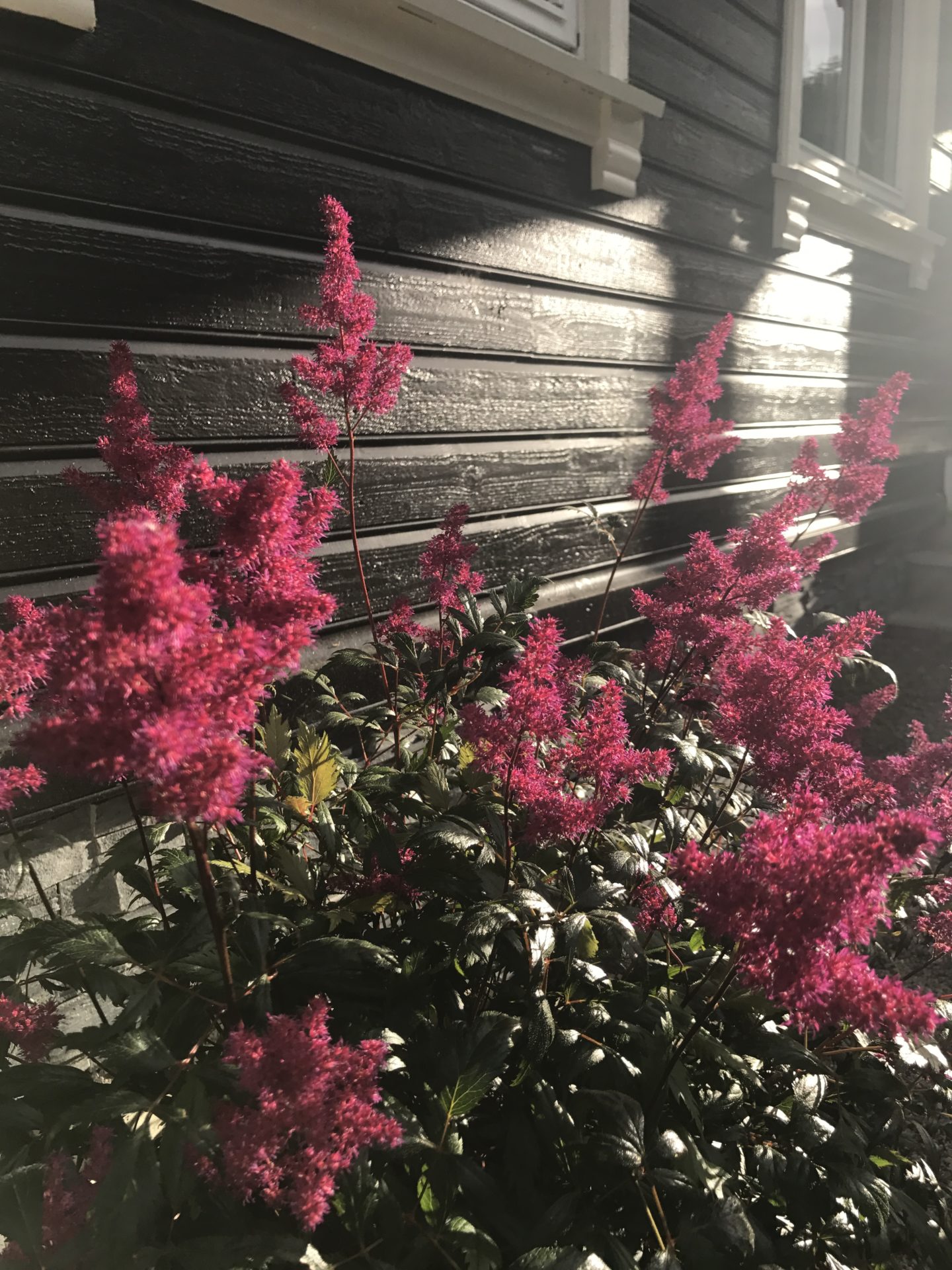 Astilbe ‘Red Sentinel’