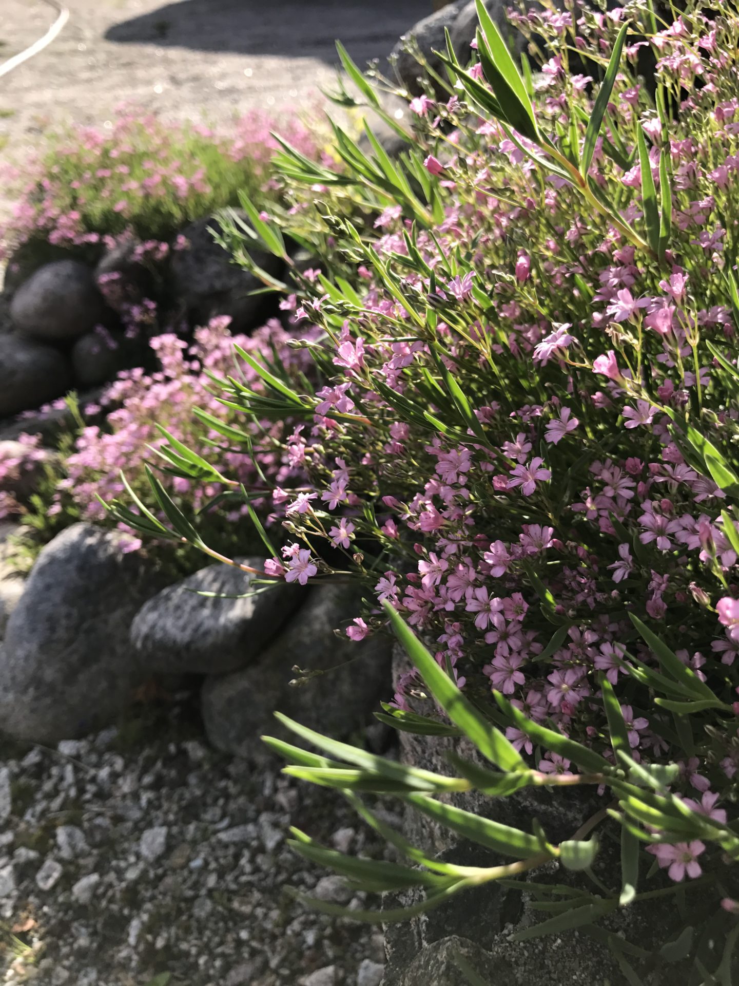 Brudeslør ‘Rosa Schönheit’