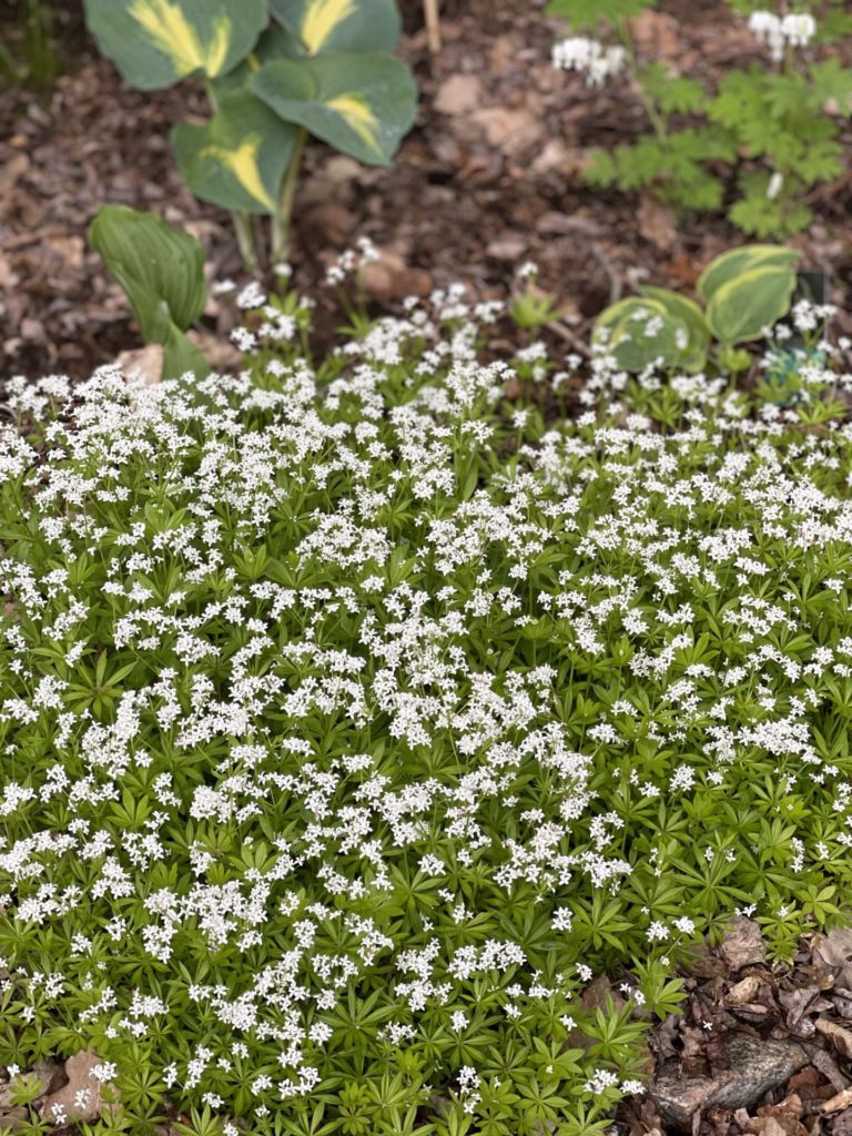 Gallium odoratum Myske
