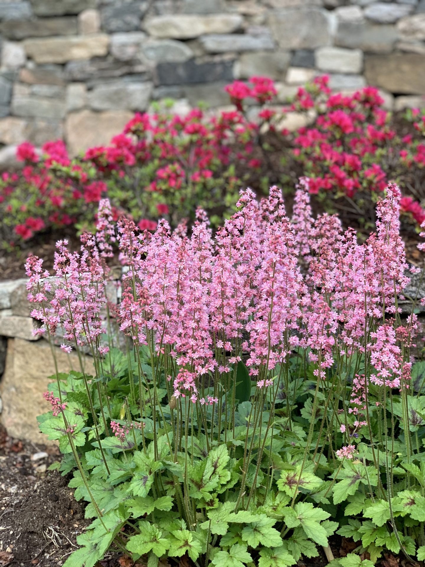 Heucherella ‘Pink Revolution’