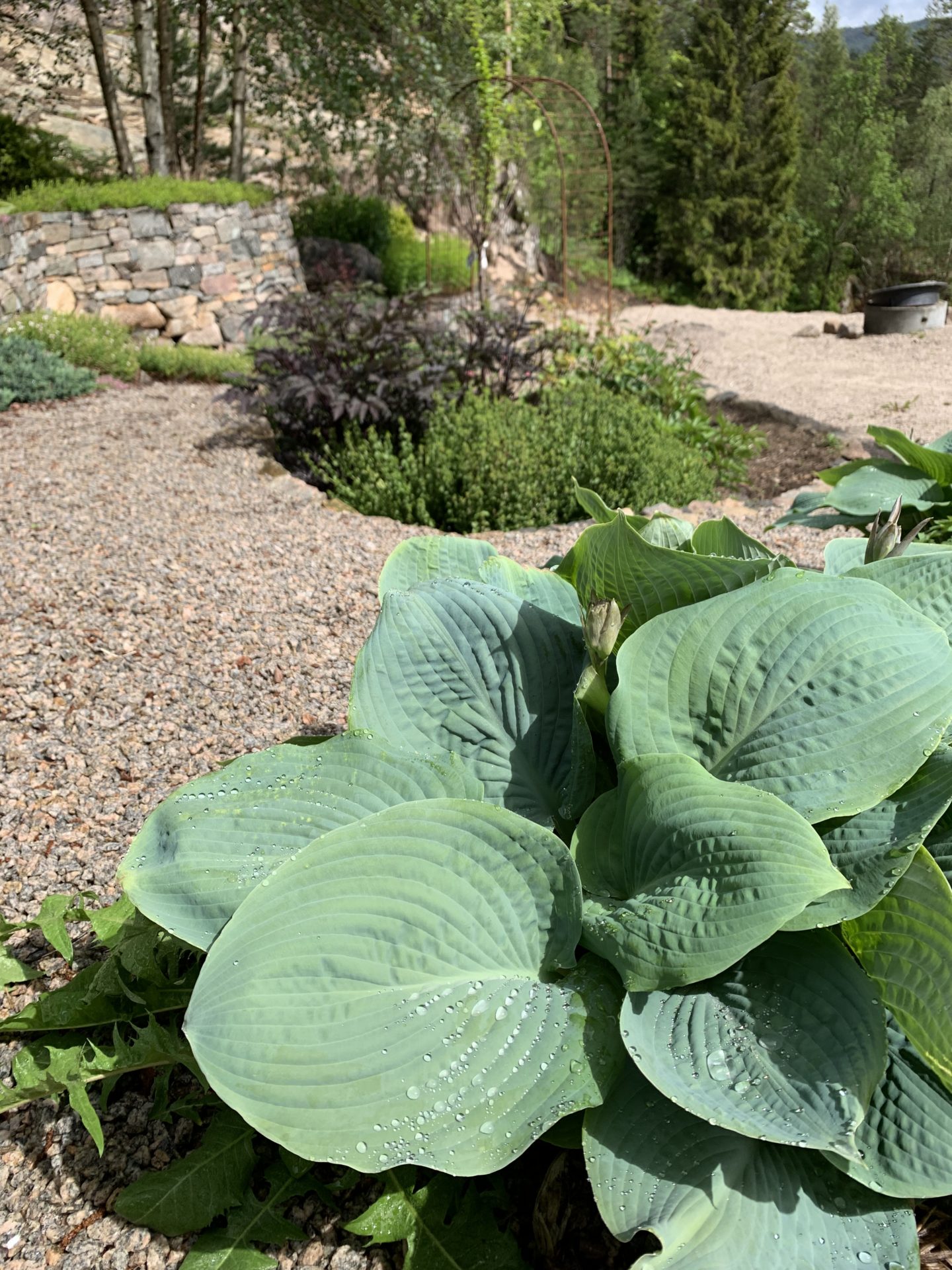 Hosta ‘Big Daddy’