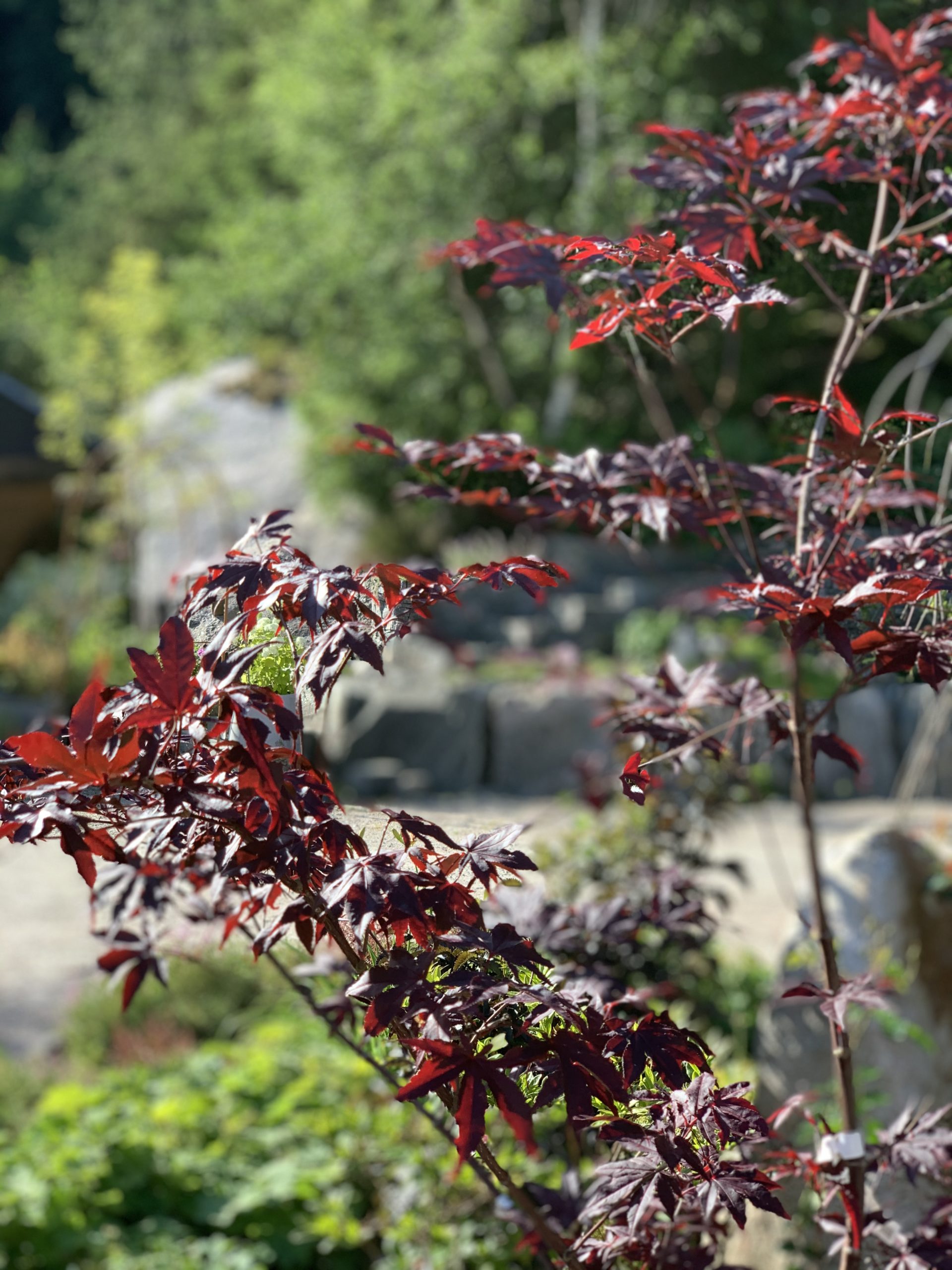 Japansk Blodlønn ‘Atropurpureum’