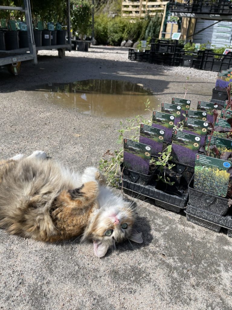 Kattemynte har et virkestoff som virker opphissende på katter. Blir også kalt for kattehasj. Effekten varer i 5-15 minutter. Det er helt ufarlig for kattene!