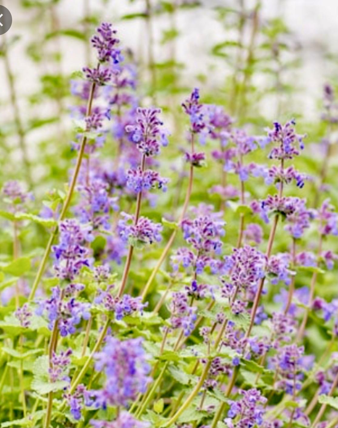 Kattemynte ‘Summer Magic’