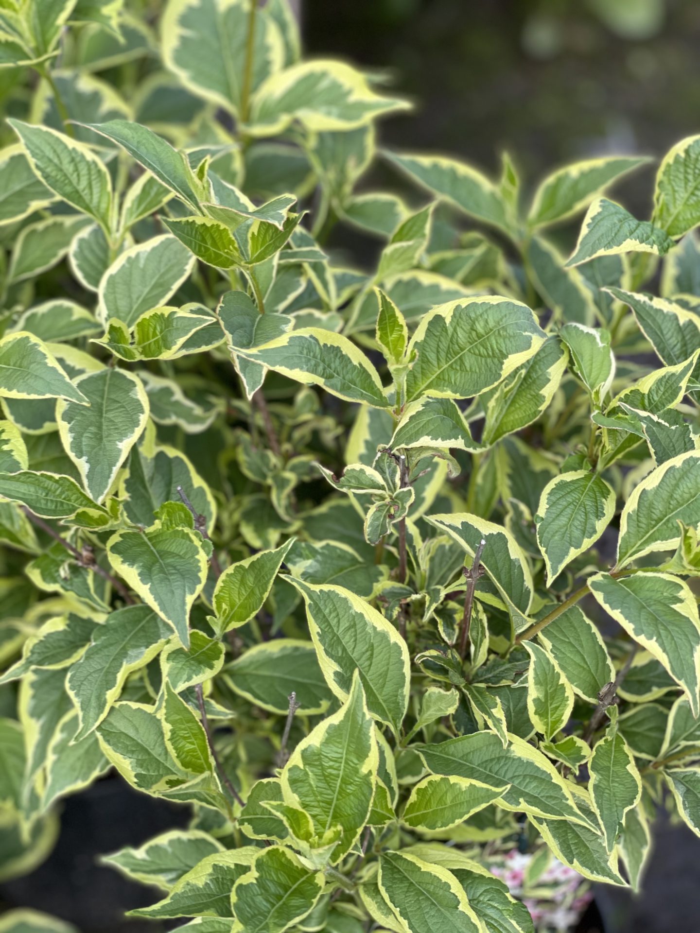 Klokkebusk ‘Nana Variegata’