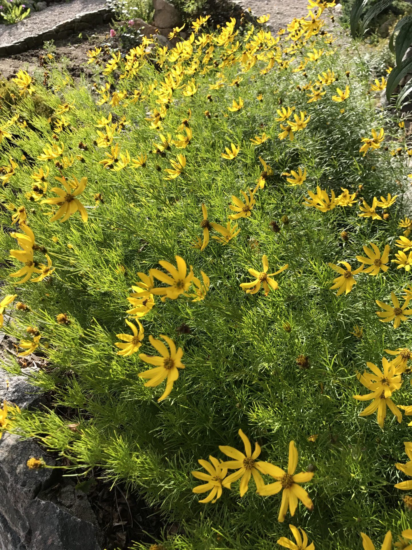 Kransvakkerøye ‘Grandiflora’