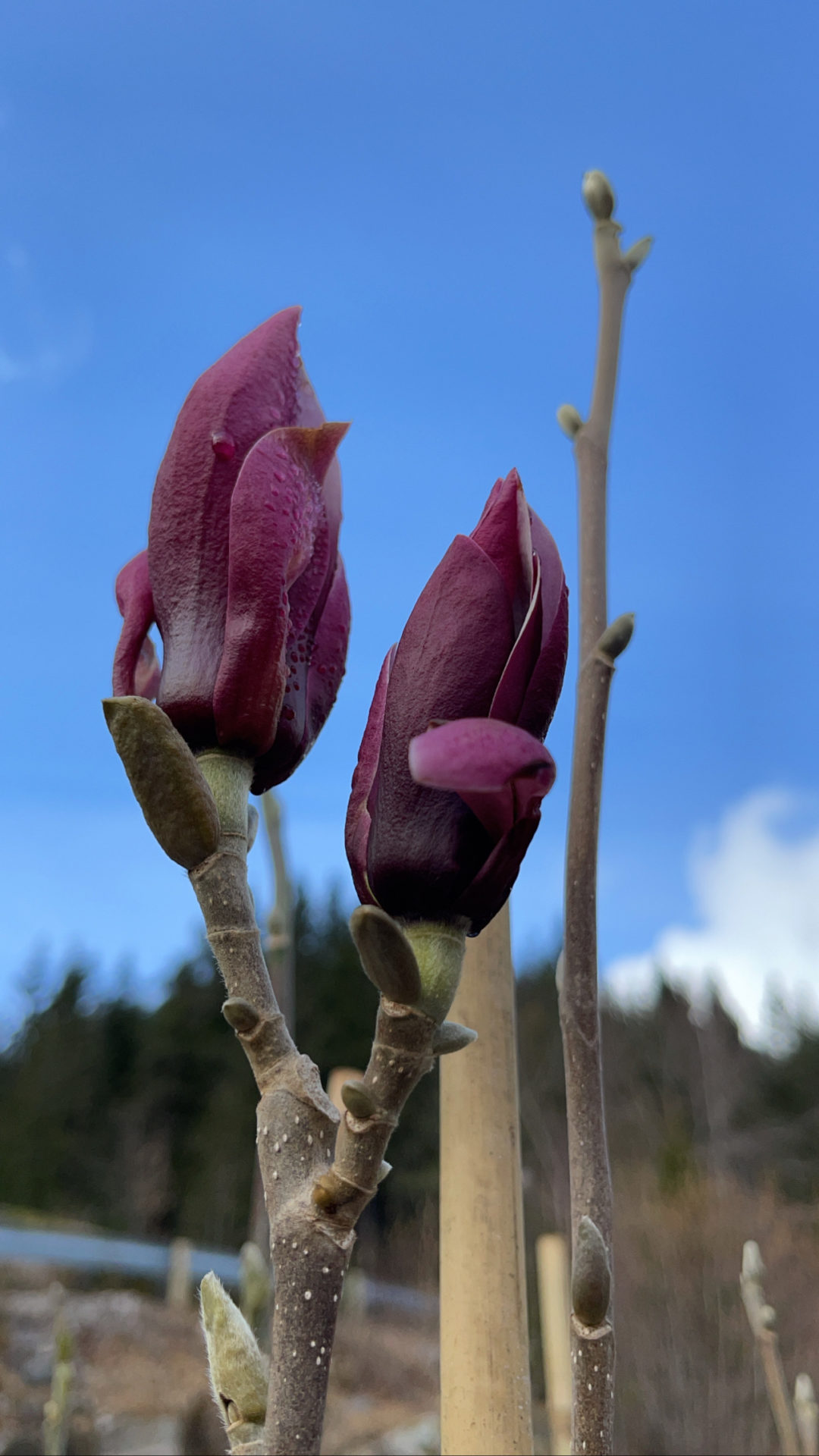 Magnolia ‘March Till Frost’