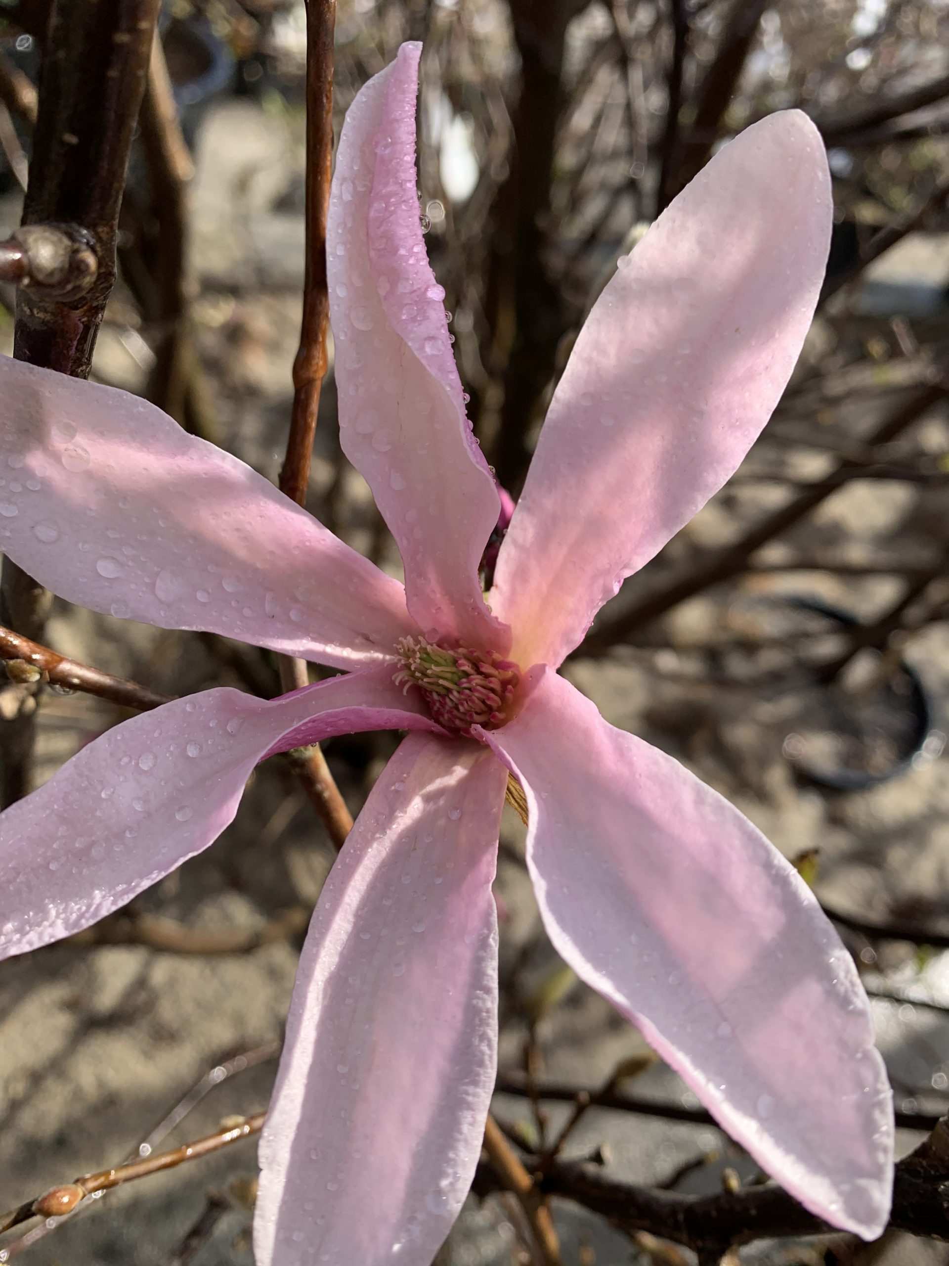 Magnolia ‘Susan’