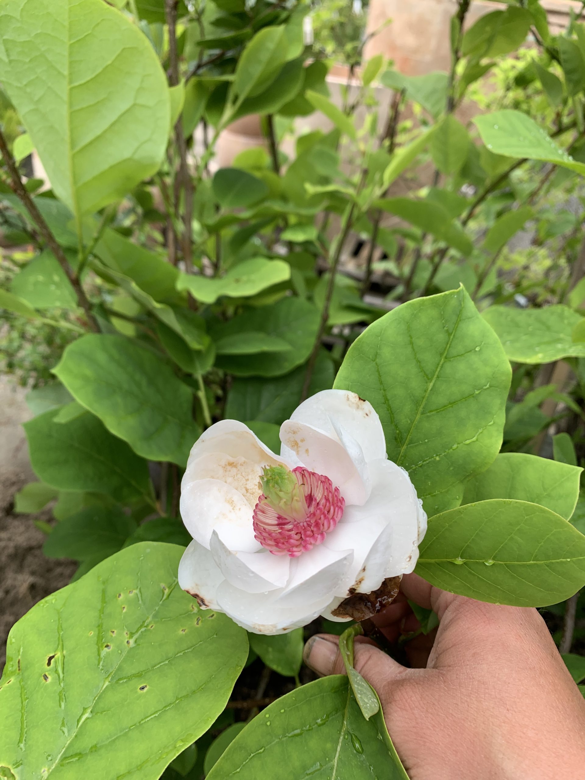 Magnolia Junimagnolia