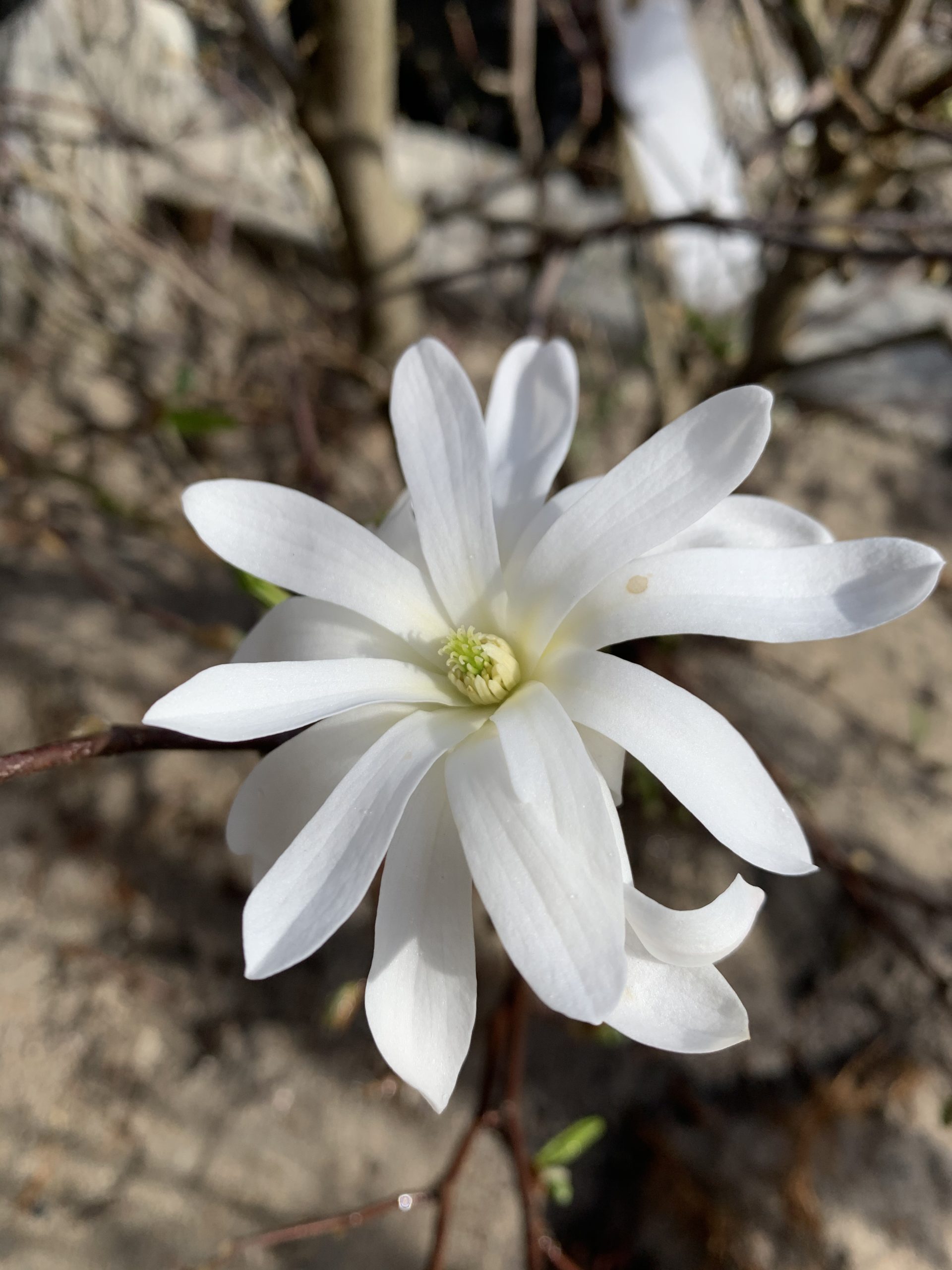 Magnolia Sjernemagnolia på stamme