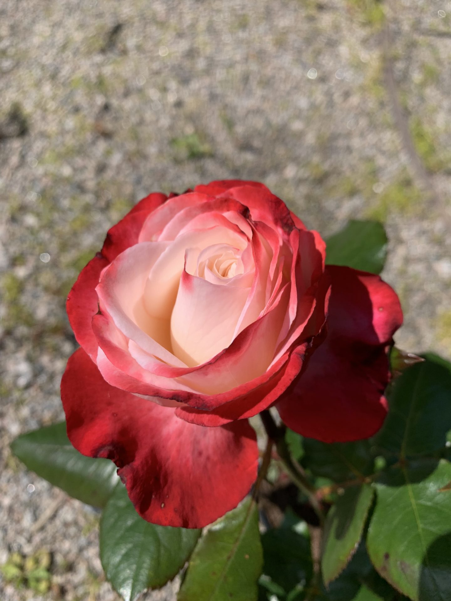 Stilkrose ‘Nostalgie’