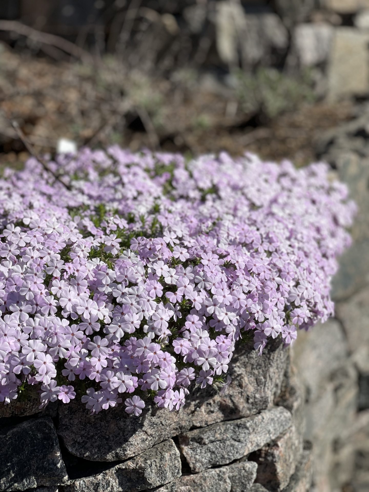 Vårfloks ‘Emerald Cushion Blue’