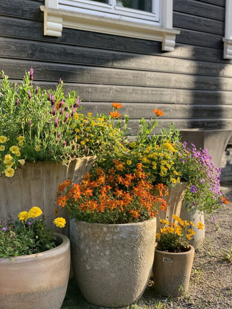 Planting i krukker Drømmehagen