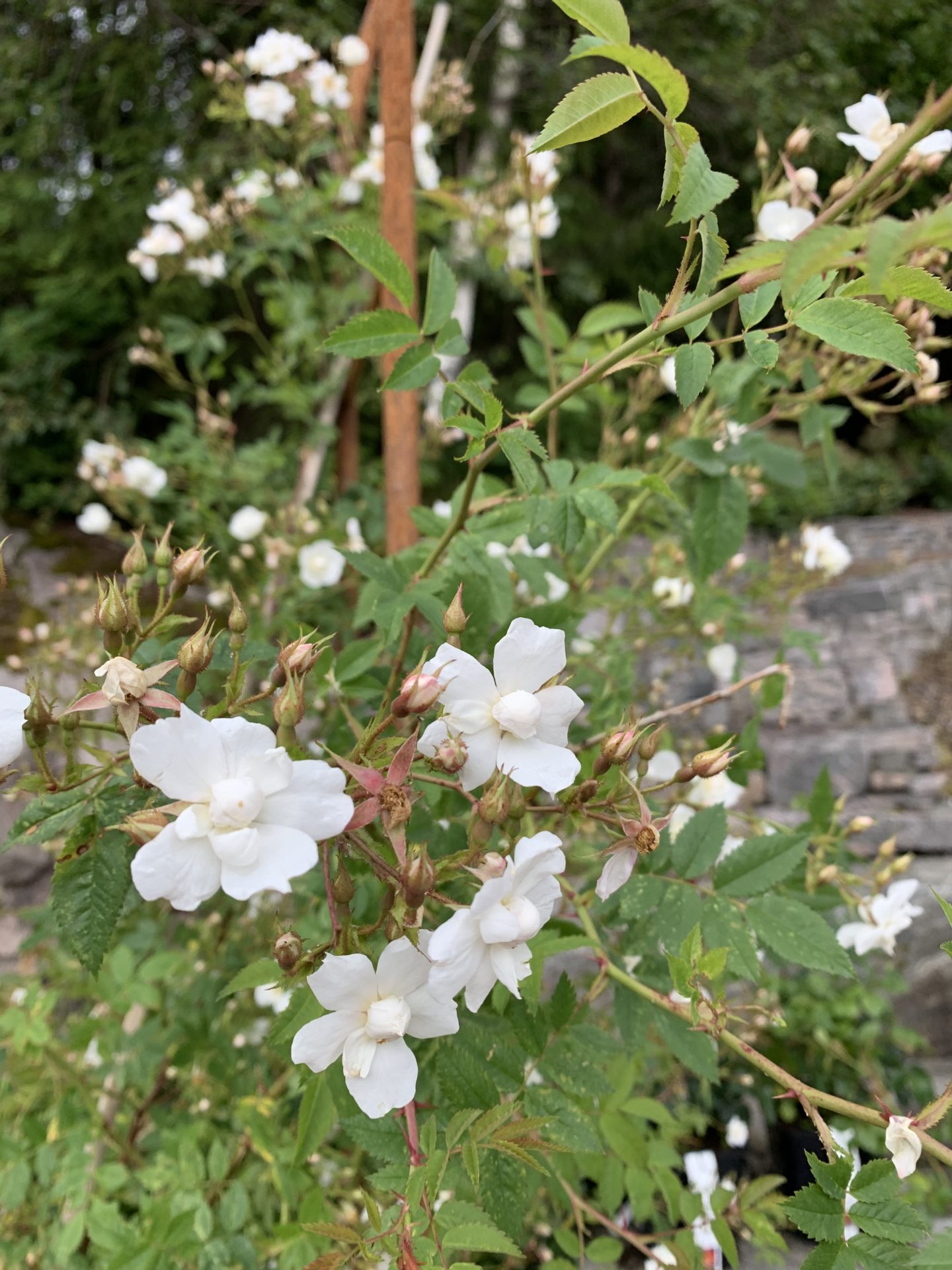 Klatrerose ‘Polstjärnan’