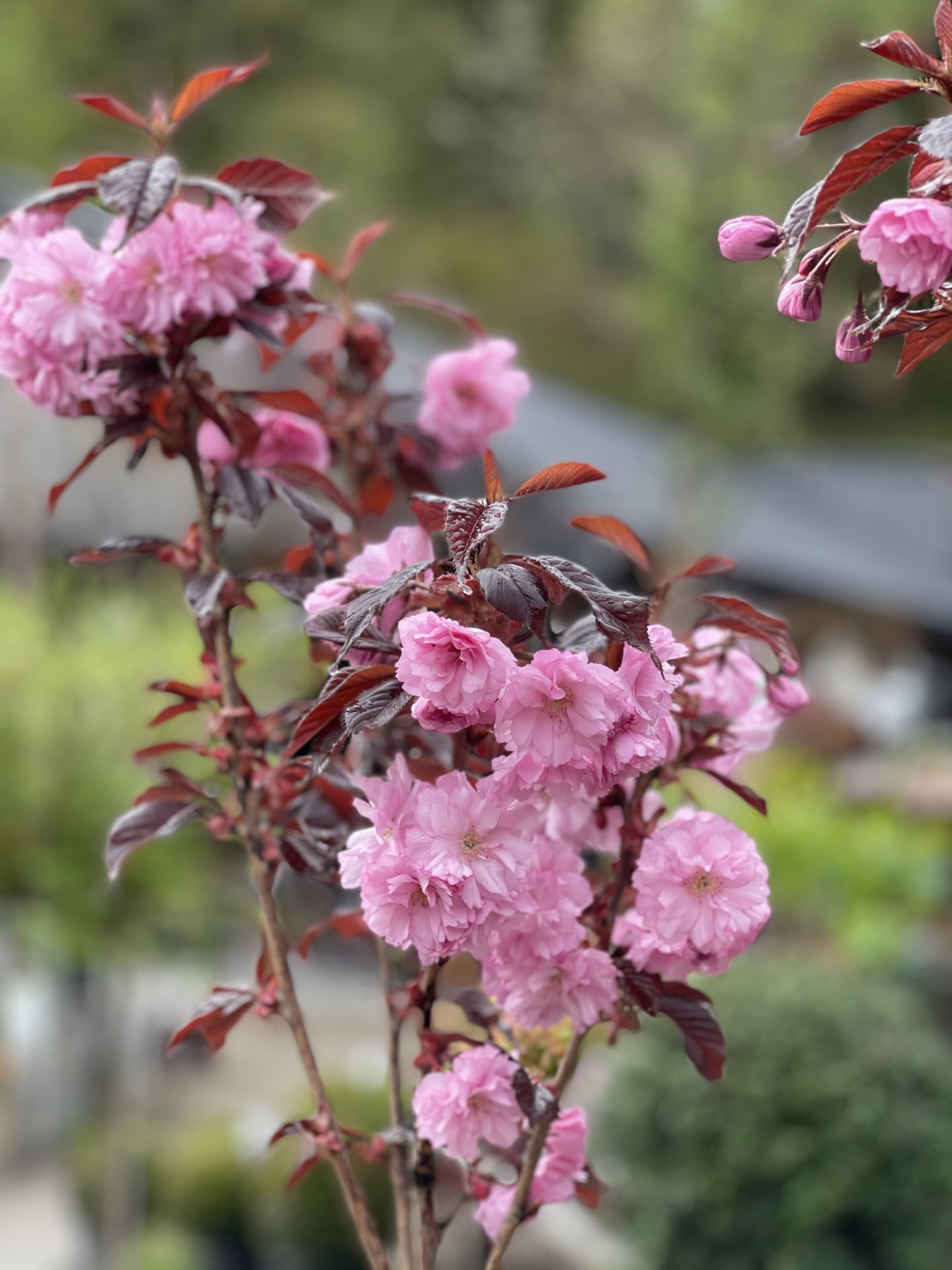 Prydkirsebær ‘Royal Burgundy’