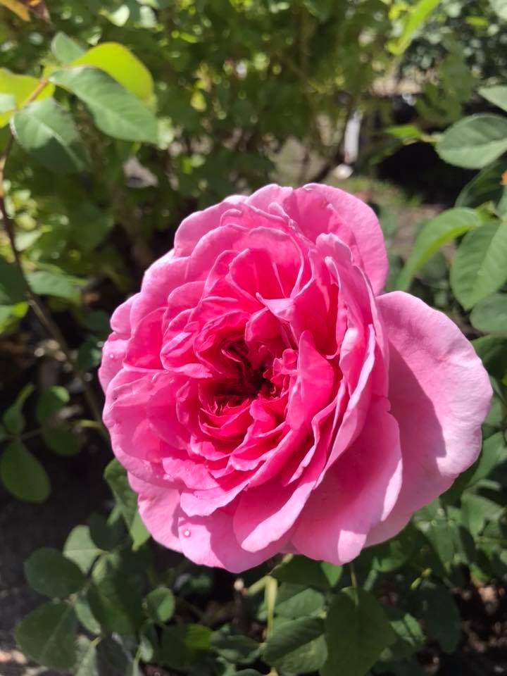 Stilkrose ‘Queen Elizabeth’