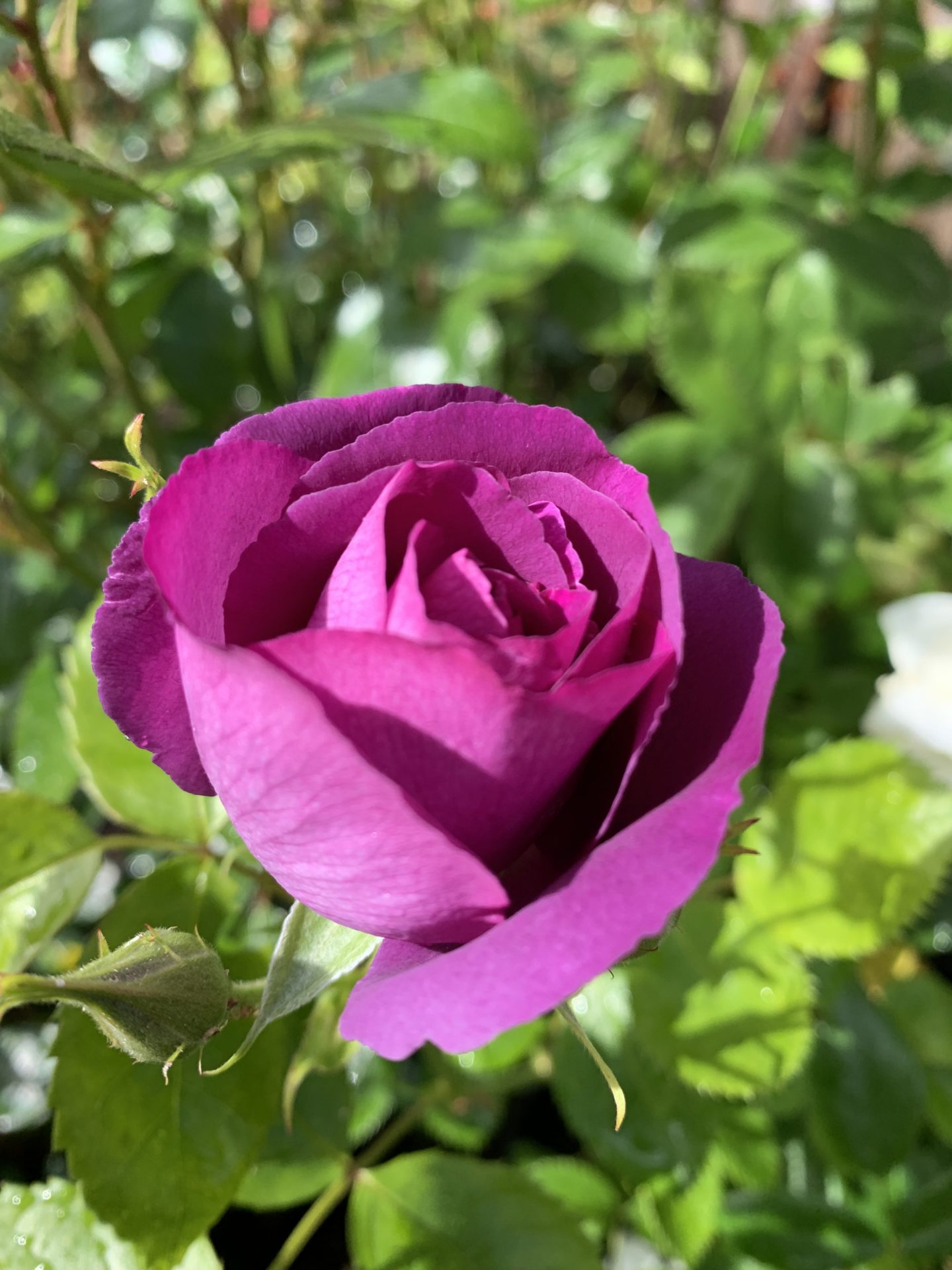 Klaserose ‘Rhapsody in Blue’