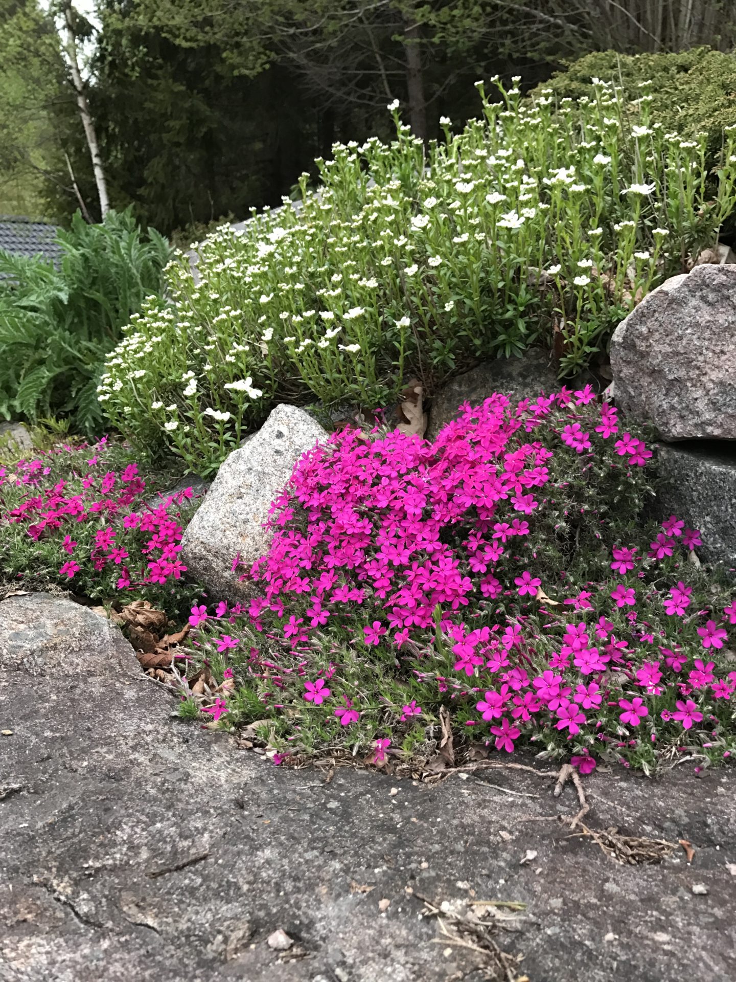 Vårfloks ‘Crackerjack’