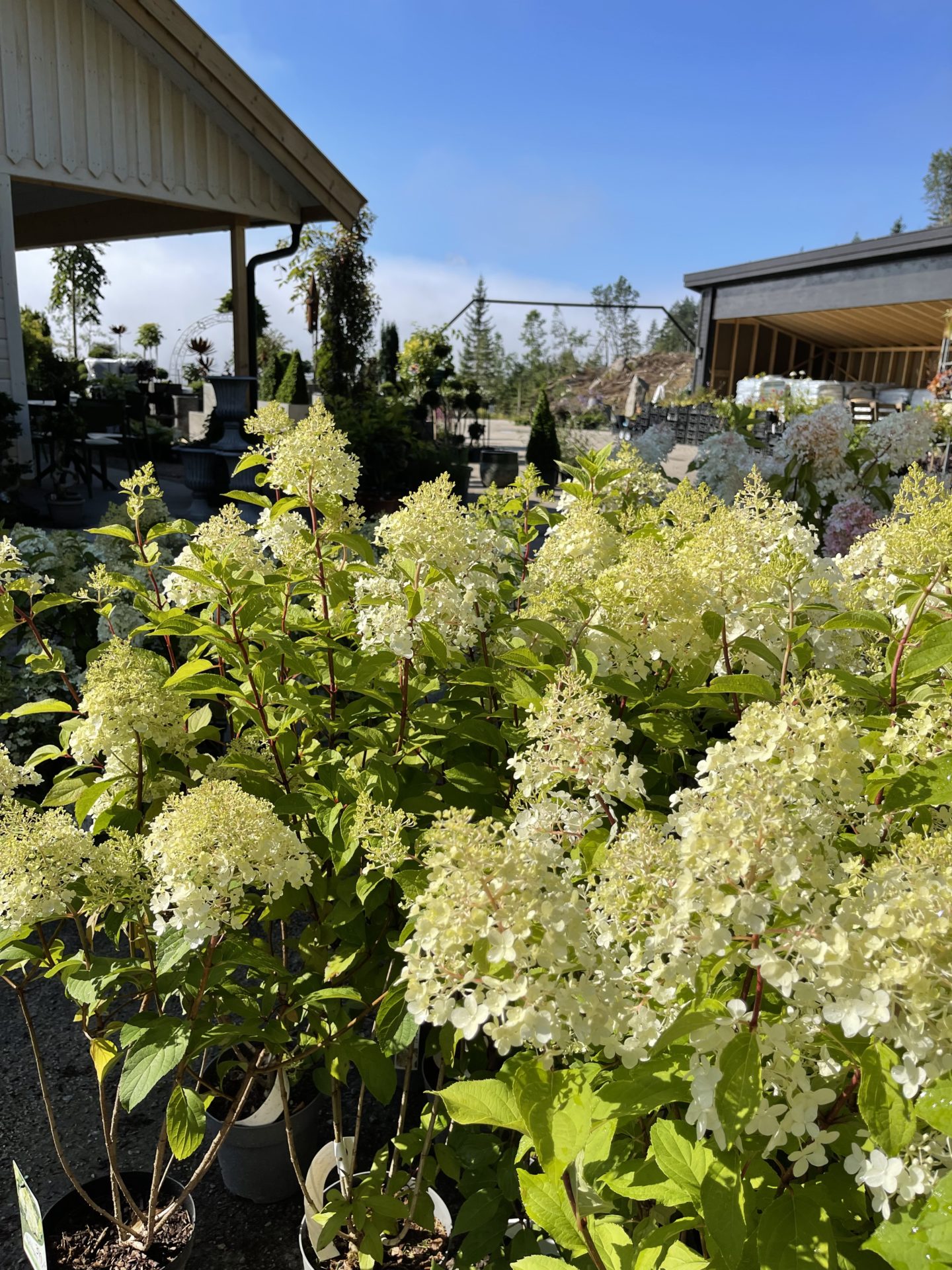 Syrinhortensia ‘Bobo’