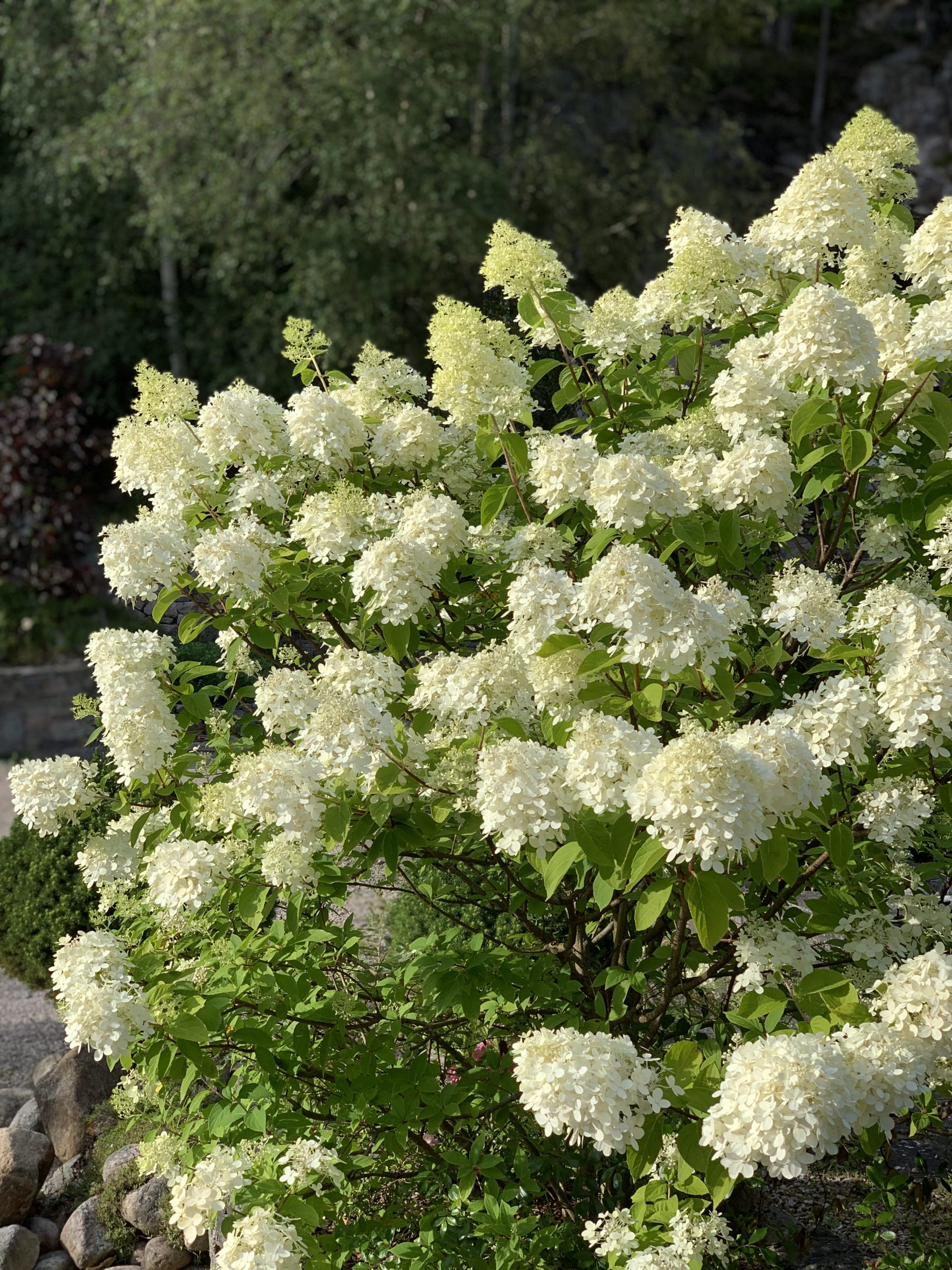 Syrinhortensia ‘Grandiflora’