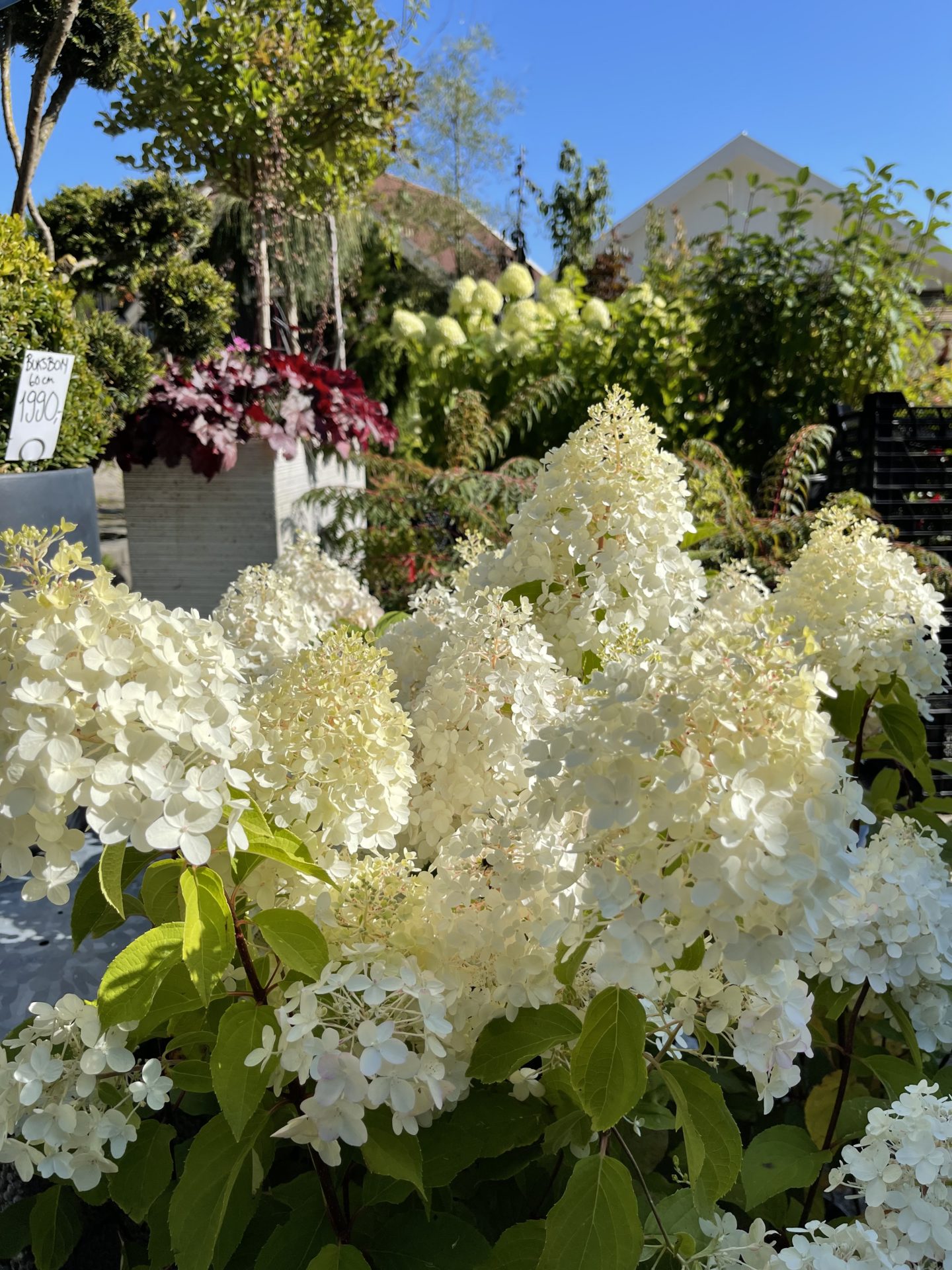 Syrinhortensia ‘Hercules’