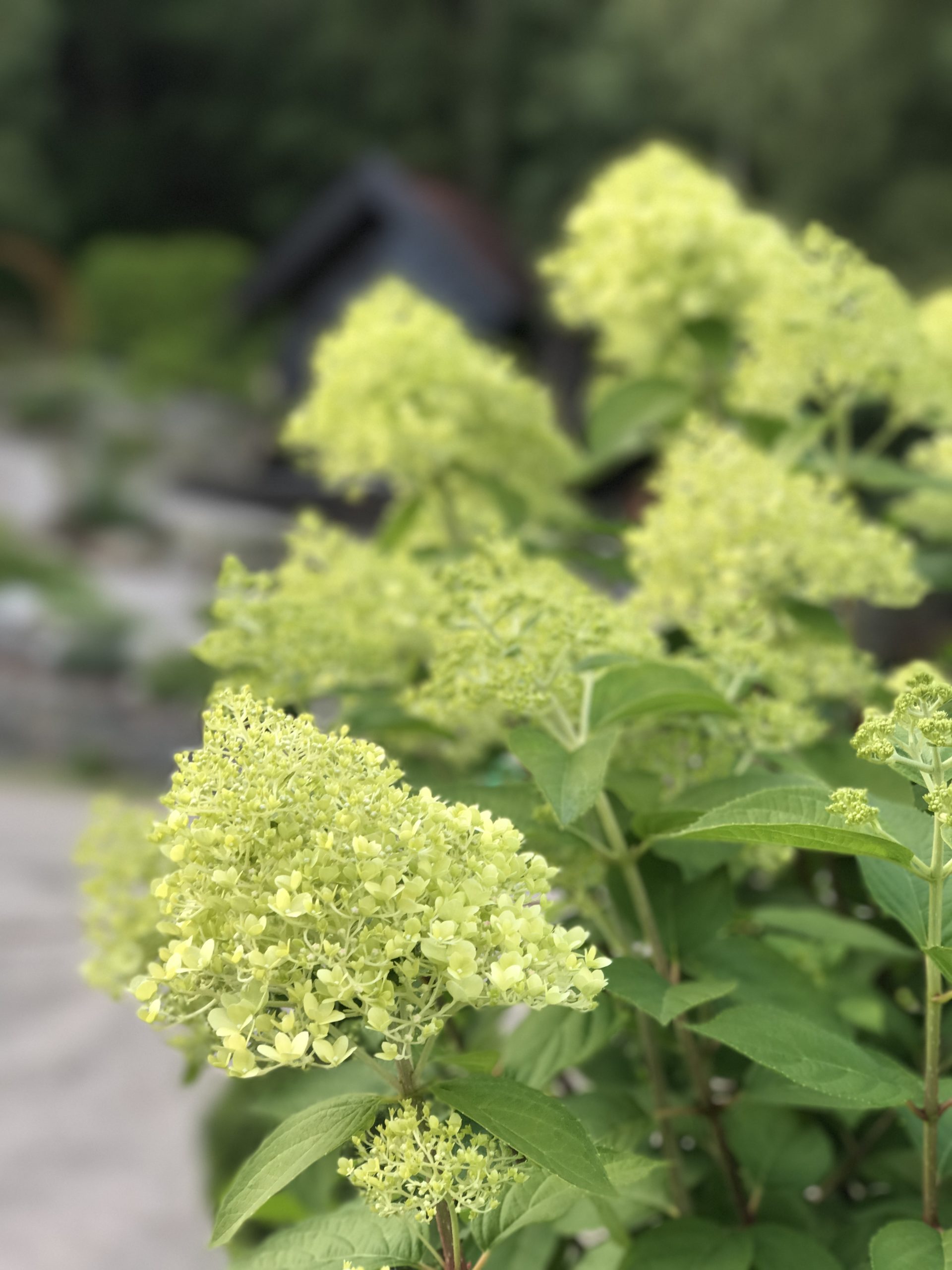 Syrinhortensia ‘Limelight’