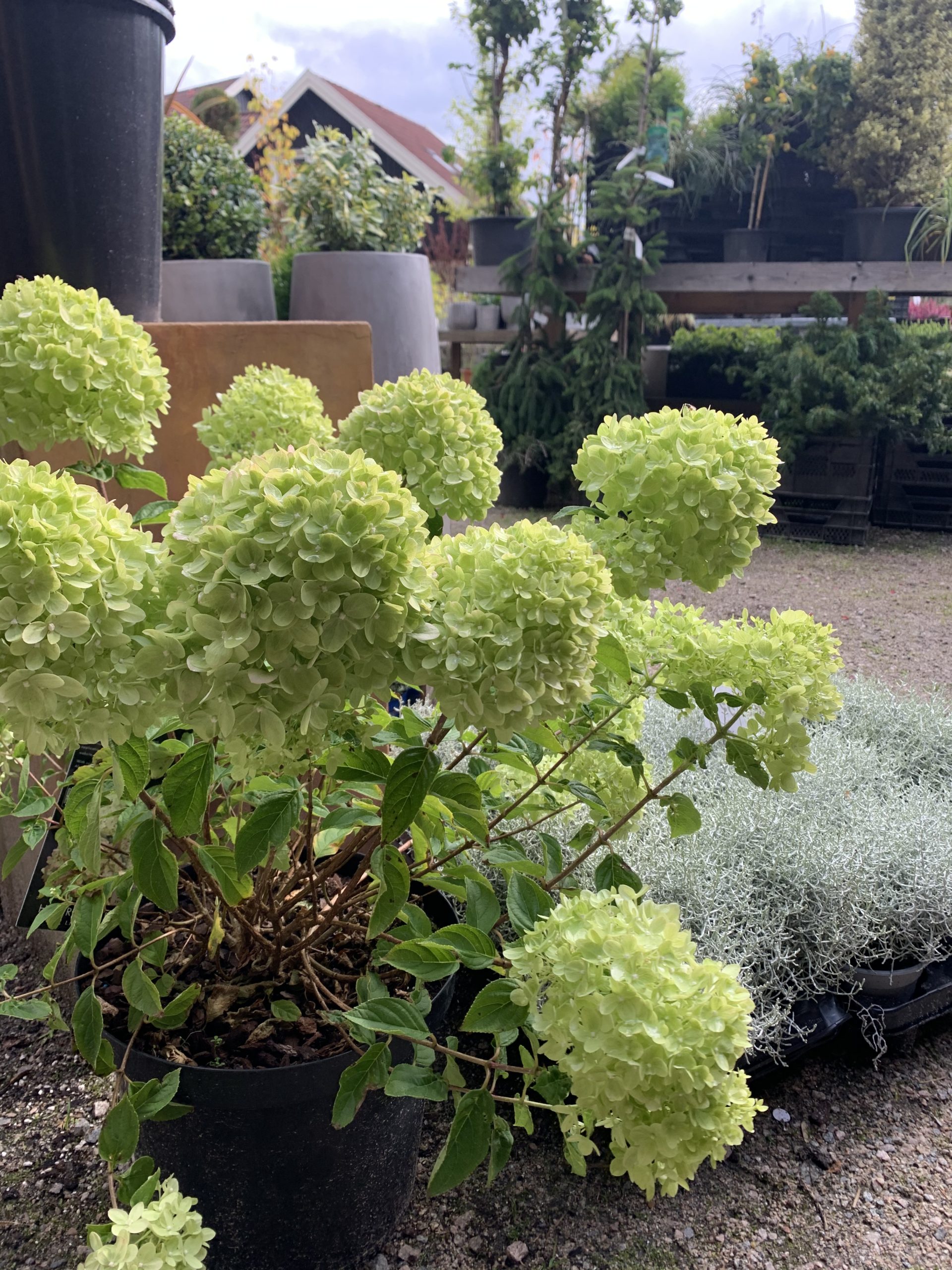 Syrinhortensia ‘Little Lime’