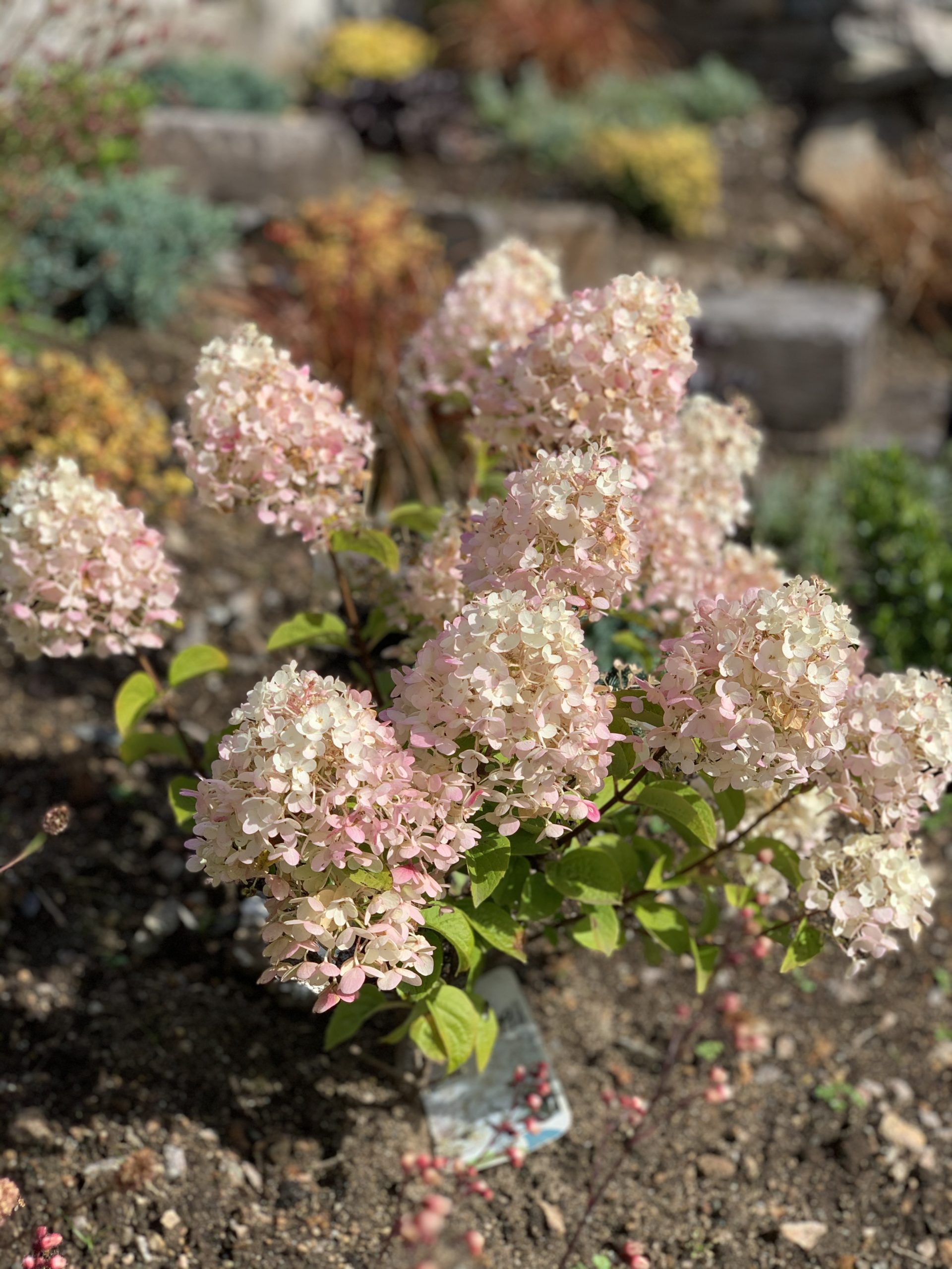 Syrinhortensia ‘Silver Dollar’