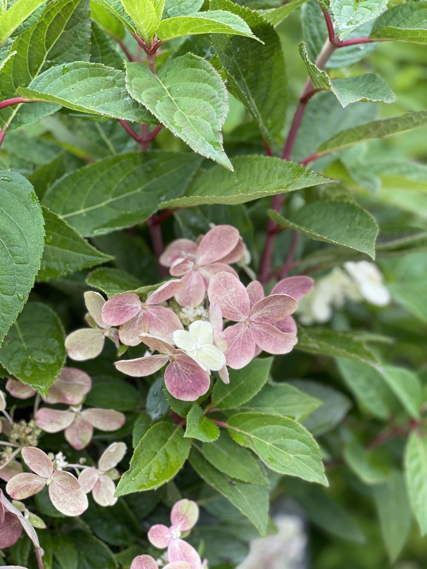 Syrinhortensia ‘Switch Ophelia’