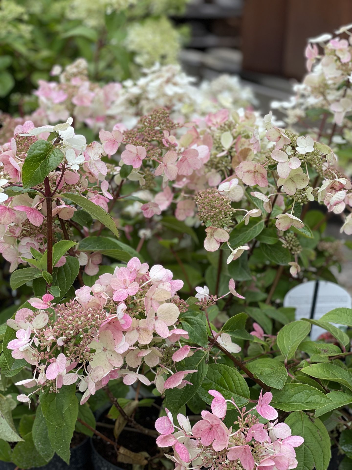 Syrinhortensia ‘Wim’s Red’