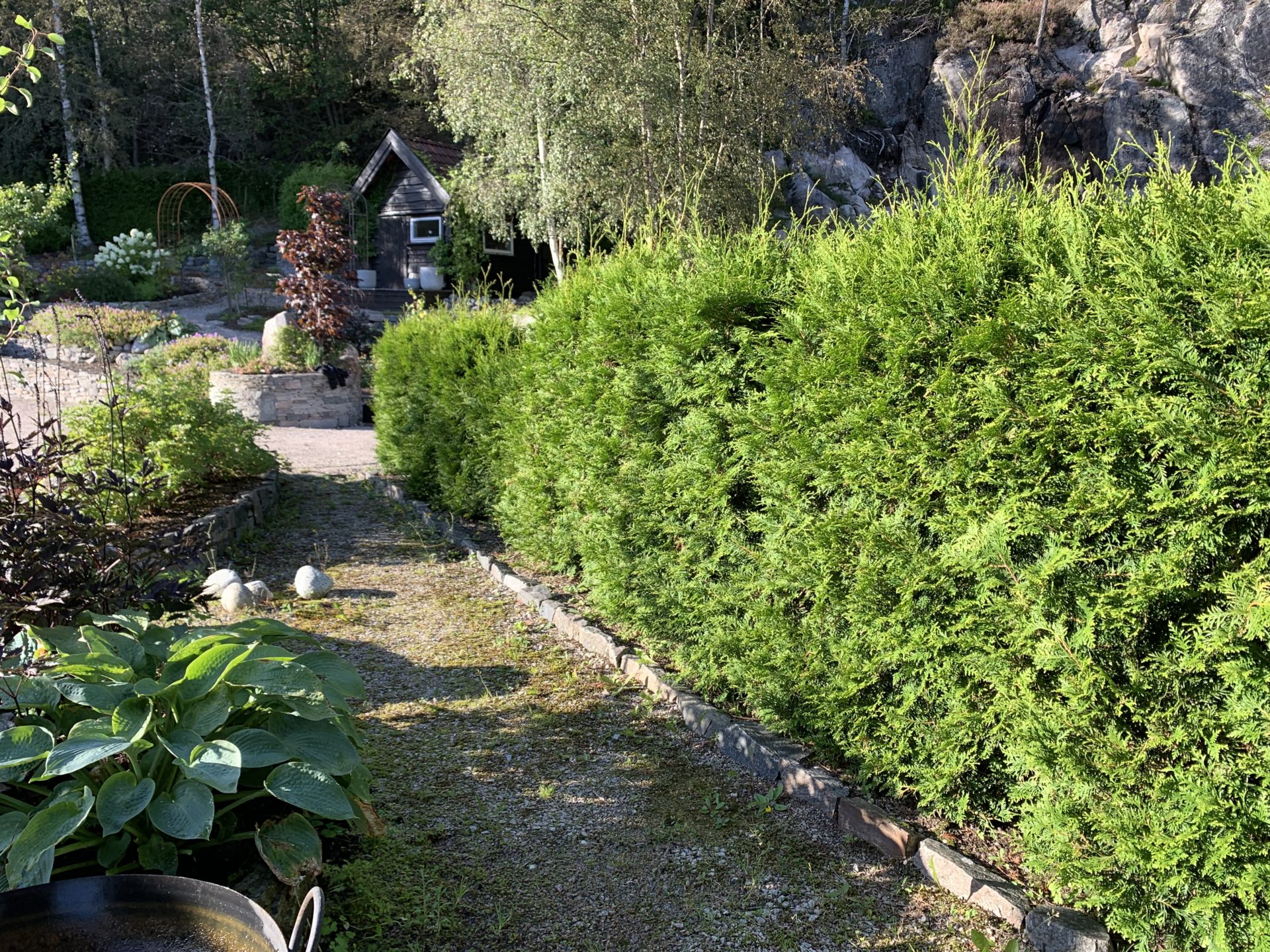 Thuja ‘Brabant’