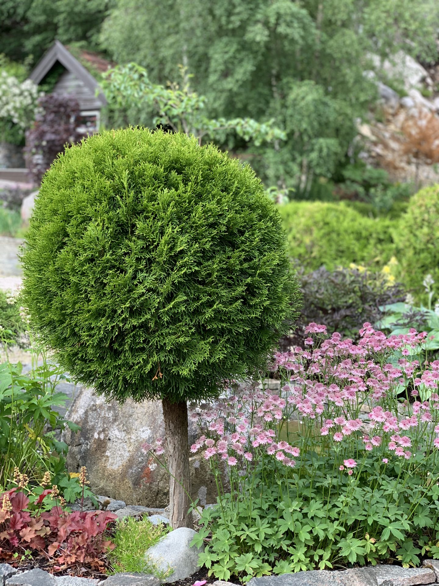 Thuja ‘Smaragd’ på stamme