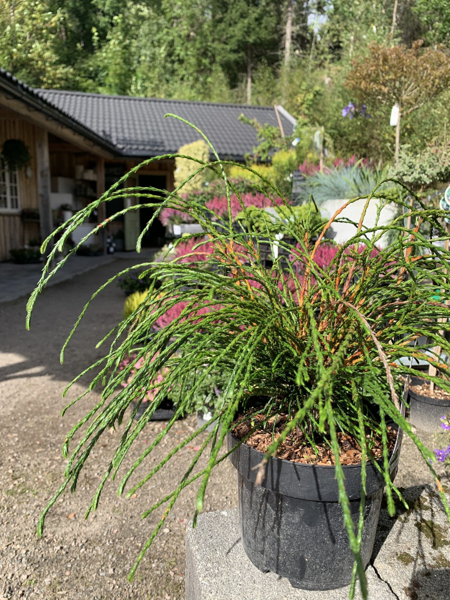 Thuja ‘Whipcord’