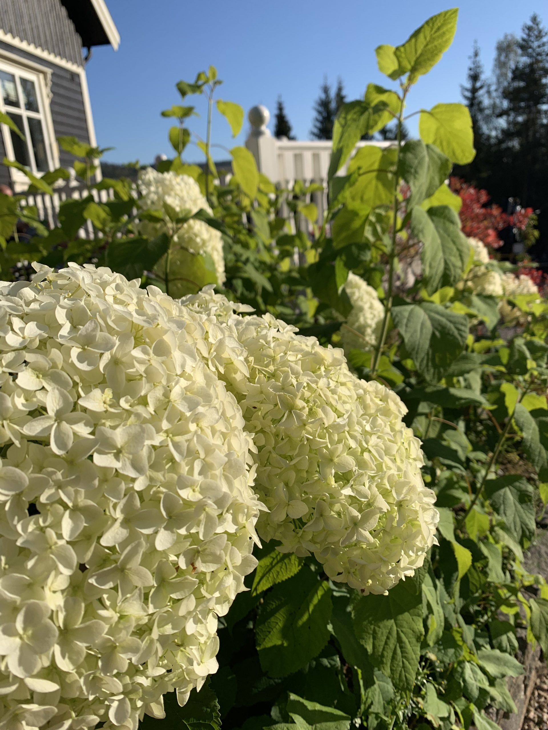 Vierhortensia ‘Annabelle’