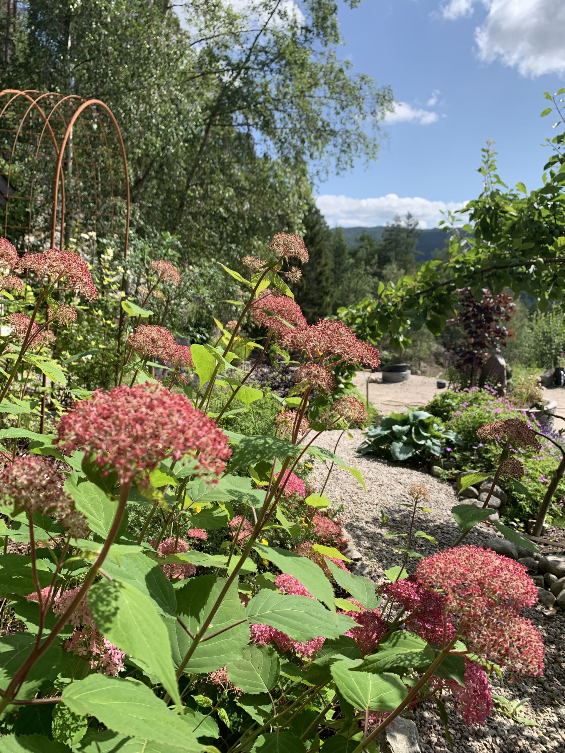 Vierhortensia ‘Pink Annabelle’