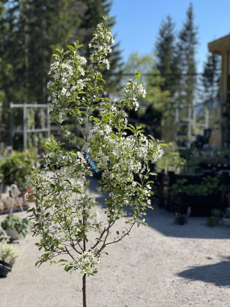 Prydeple Poesi Malus