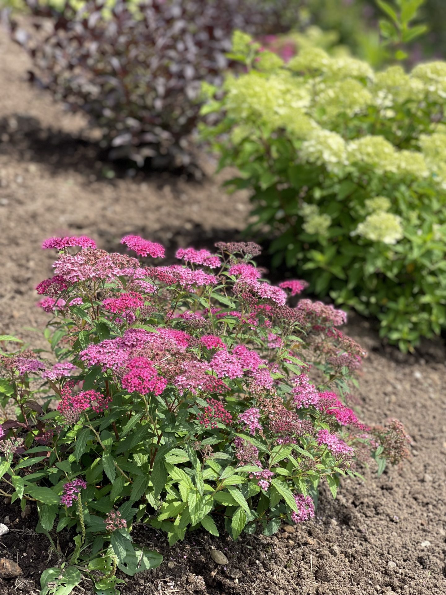 Rosespirea Anthony Waterer