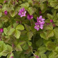 Allåkerbær Rubus stellarcticus anna