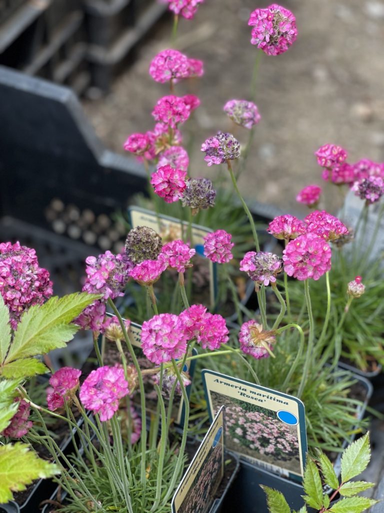 Armeria maritima Strandnellik