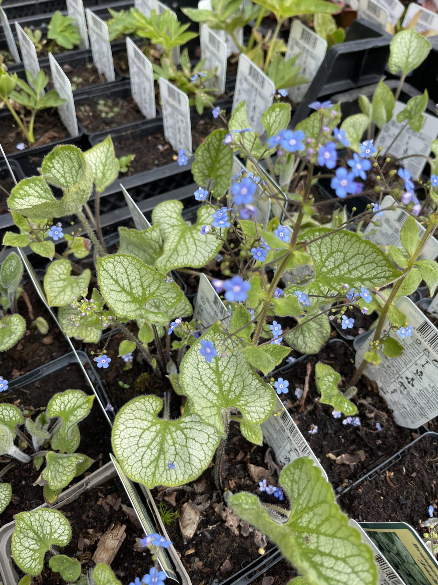 Forglemmegeisøster ‘Jack Frost’