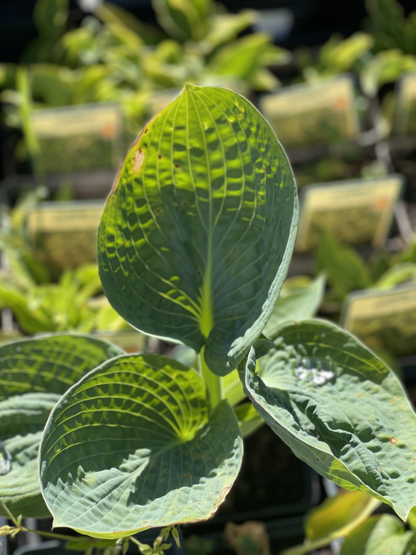 Hosta ‘Blue Mouse Ears’