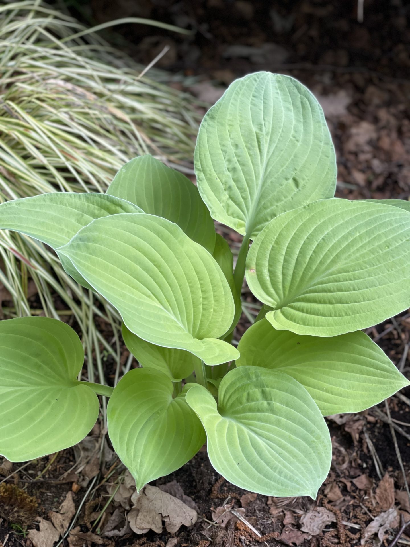 Hosta ‘Empress Wu’