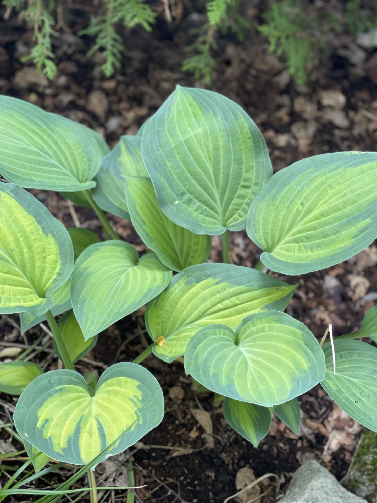 Hosta ‘June’