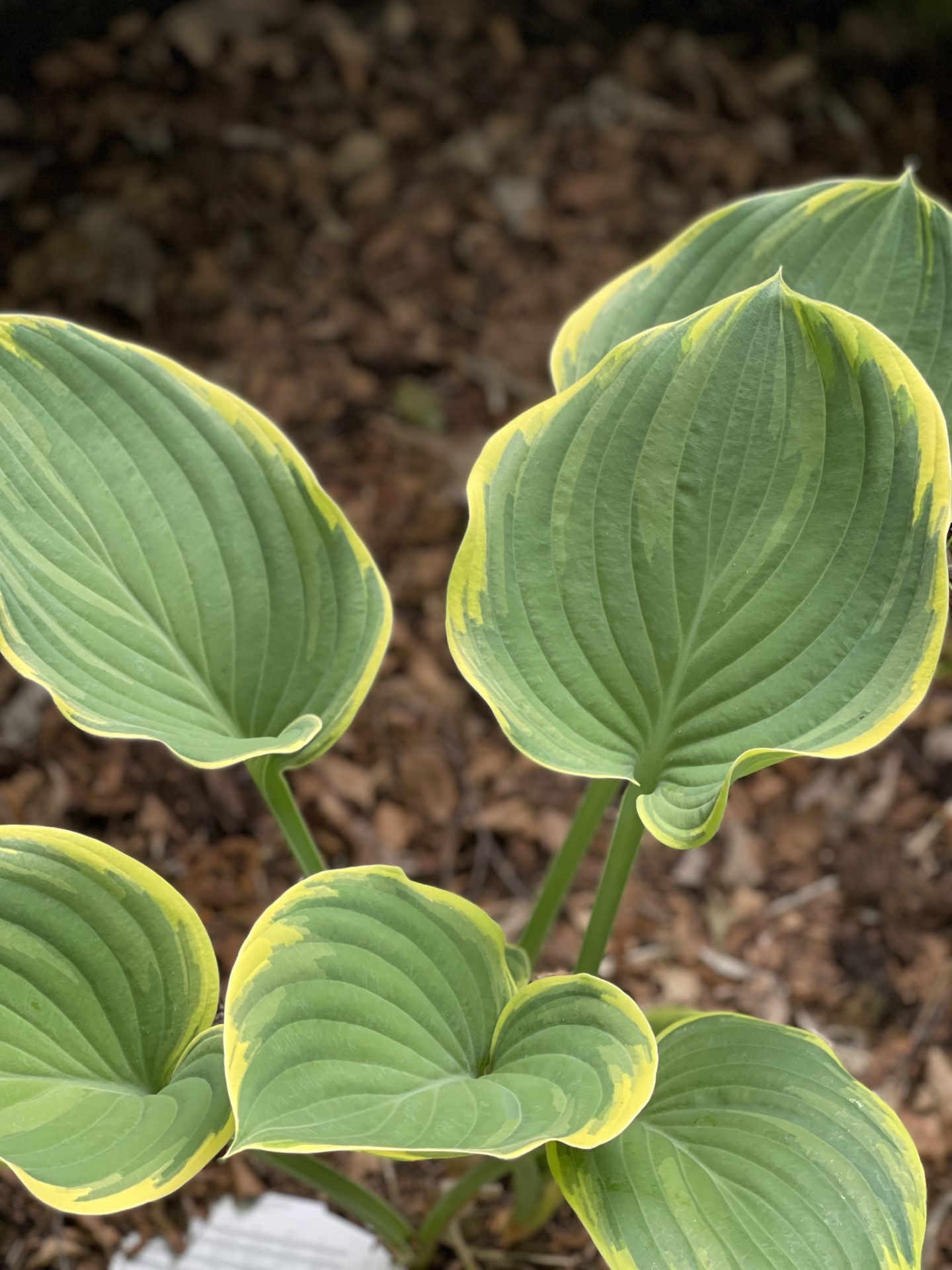 Hosta ‘Wu-La-La’