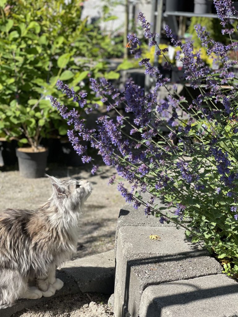 Nepeta Hestemynte 'Dawn to Dusk'