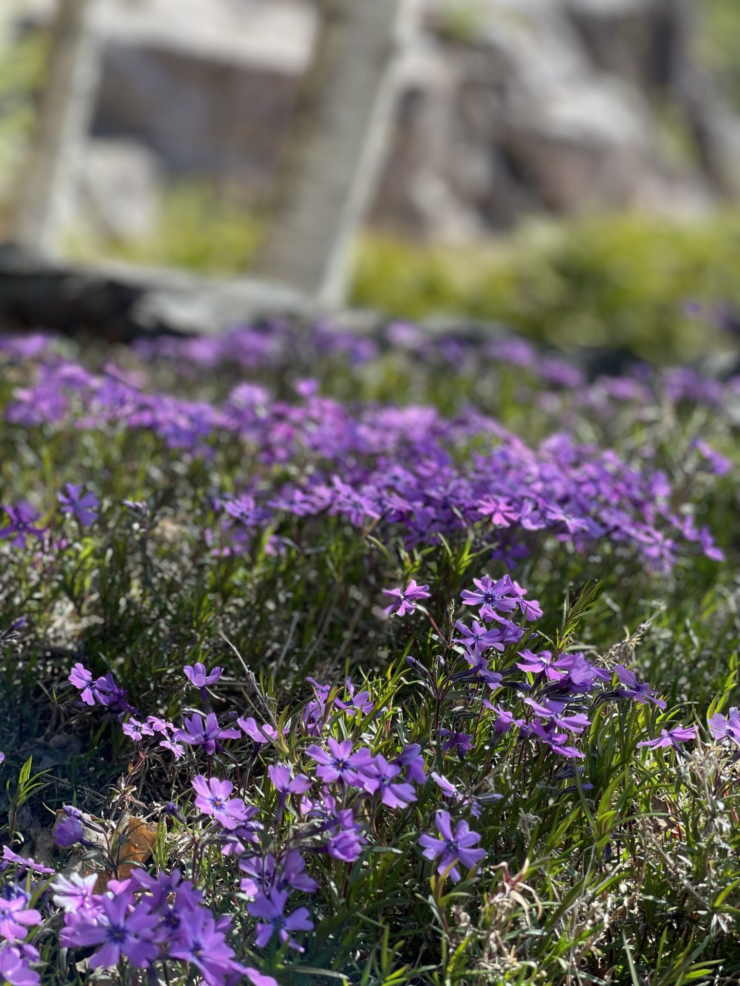 Vårfloks ‘Purple Beauty’