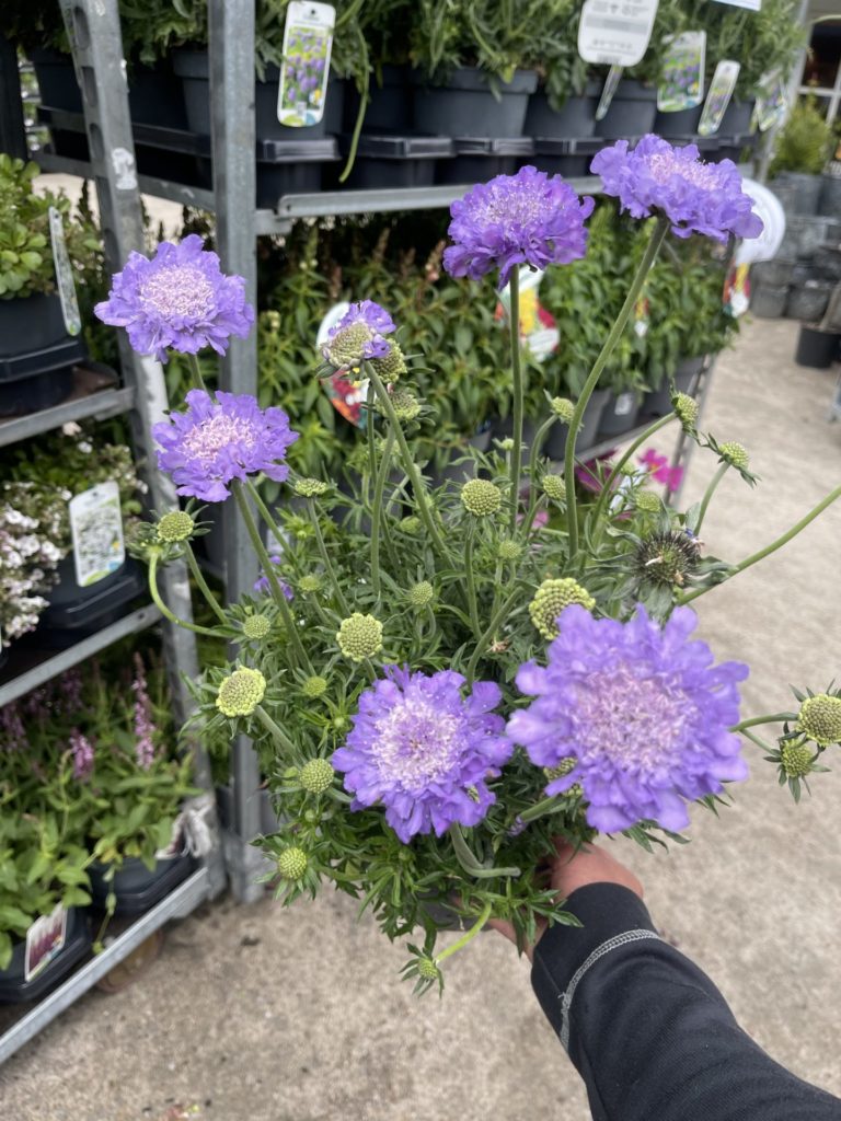 Scabiosa columbaria 'Butterfly Blue' Bakkeknapp