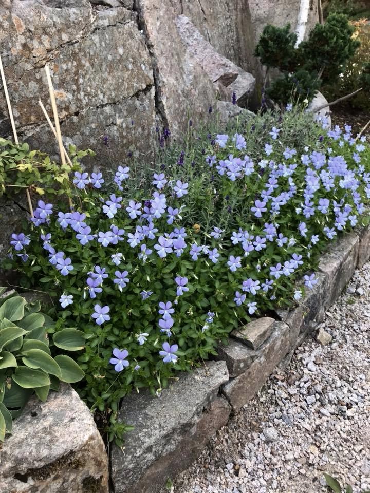 Hornviol ‘Boughton Blue’